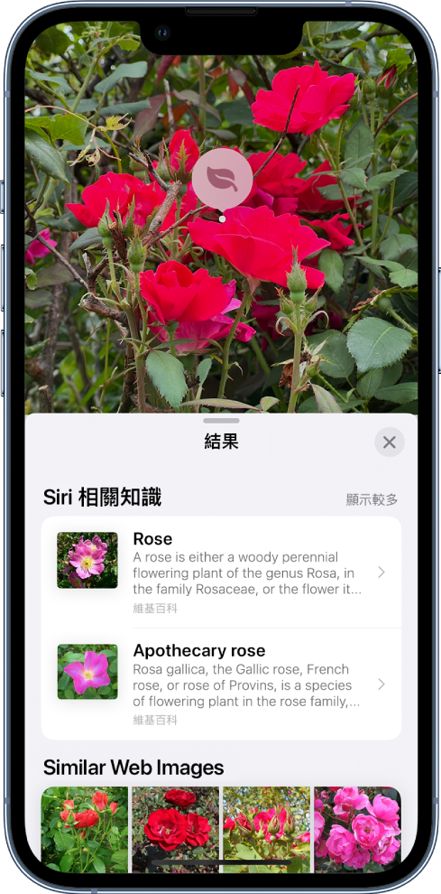 iOS iOS 17 图像查询